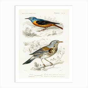 Different Types Of Birds, Charles Dessalines D'Orbigny 16 Art Print