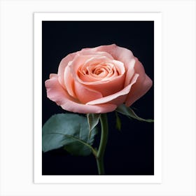 Pink Rose 59 Art Print