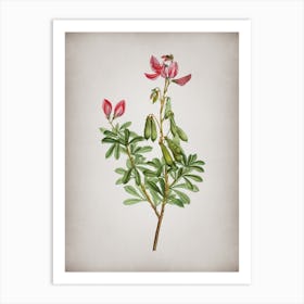 Vintage Restharrows Botanical on Parchment Art Print