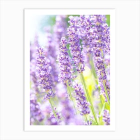 Purple Lavender Field Art Print