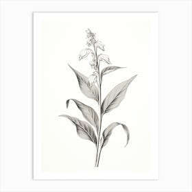Comfrey Vintage Botanical Herbs 1 Art Print