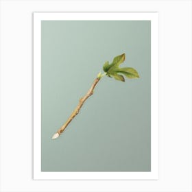 Vintage Fig Botanical Art on Mint Green n.0108 Art Print