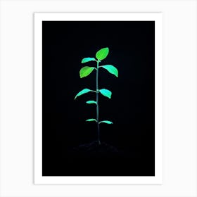 Green Plant On Black Background 4 Art Print