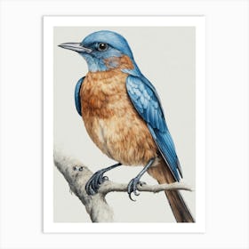 Bluebird Art Print