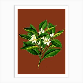 Orange Blossom Art Print