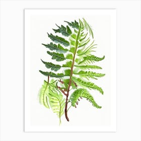 Northern Lady Fern Wildflower Watercolour 2 Art Print