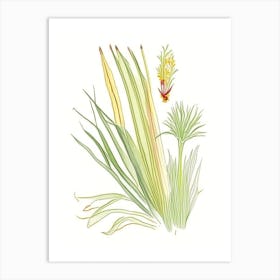 Lemongrass Spices And Herbs Pencil Illustration 2 Art Print