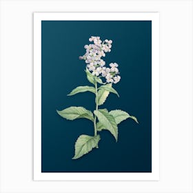 Vintage White Gillyflower Bloom Botanical Art on Teal Blue n.0527 Art Print
