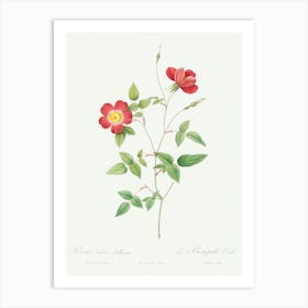 Rose Indica Stelligera, Pierre Joseph Redoute Art Print