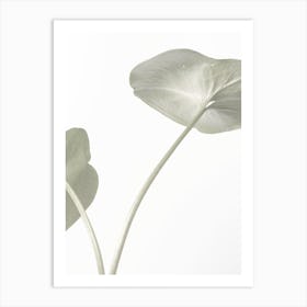 Green Lily Leaves Art Print