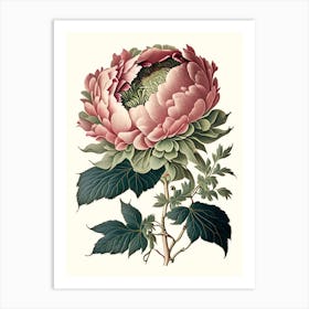 Single Stem Peony Cream Vintage Botanical Art Print