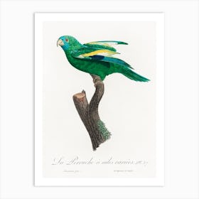 The White Winged Parakeet From Natural History Of Parrots, Francois Levaillant Art Print