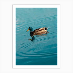 Duck. Collection. No. 1. In Blue Water. Vertical. 1 Art Print