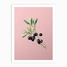 Vintage Olive Tree Branch Botanical on Soft Pink n.0641 Art Print