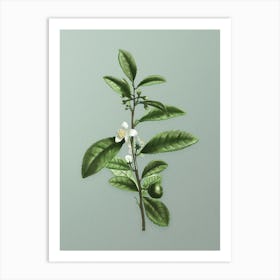 Vintage Tea Tree Botanical Art on Mint Green n.0163 Art Print