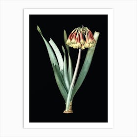Vintage Knysna Lily Botanical Illustration on Solid Black n.0272 Art Print
