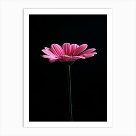 Gerbera Flower 1 Art Print