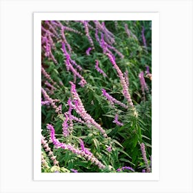 Lavender flowers Art Print