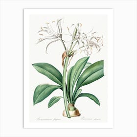 Spider Lily, Pierre Joseph Redoute Art Print