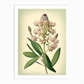 Showy Milkweed Wildflower Vintage Botanical 2 Art Print