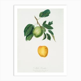 Apple (Malus Pumila) From Pomona Italiana (1817 - 1839), Giorgio Gallesio 1 Art Print