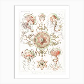 Haeckel 2 Tafel 26 Art Print