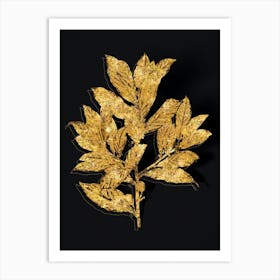 Vintage Bay Laurel Botanical in Gold on Black n.0185 Art Print