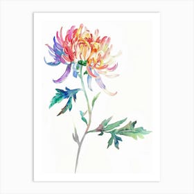 Chrysanthemum Canvas Print Art Print