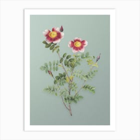 Vintage Variegated Burnet Rose Botanical Art on Mint Green n.0386 Art Print