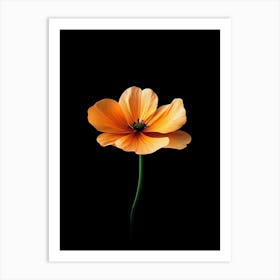 Orange Flower On Black Background 3 Art Print