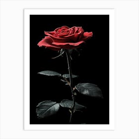 Single Rose Isolated On Black Background 1 Art Print