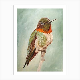 Male Ruby Throated Hummingbird Art Print