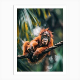 Orangutan Art Print