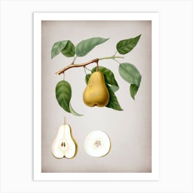 Vintage Pear Botanical on Parchment n.0933 Art Print