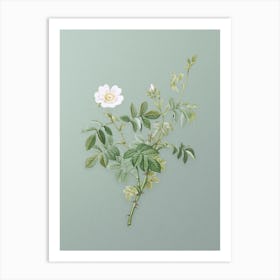 Vintage White Downy Rose Botanical Art on Mint Green n.0438 Art Print