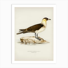 Pomarine Jaeger, The Von Wright Brothers Art Print