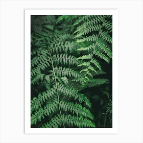 Ferns II Art Print