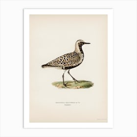 Grey Plover, The Von Wright Brothers Art Print