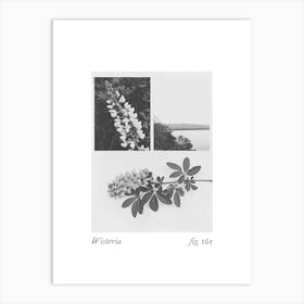 Wisteria Botanical Collage 4 Art Print