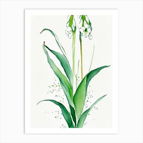 Lily Of The Valley Herb Minimalist Watercolour 1 Art Print