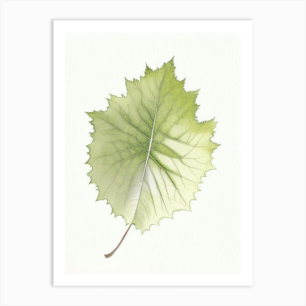 Hand drawn monochrome leaf of grape vine sketch vector illustration  isolated.: Graphic #162227745