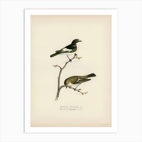 Pied Flycatcher, The Von Wright Brothers 1 Art Print