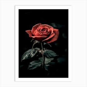 Dark Rose 64 Art Print