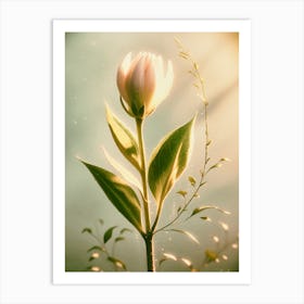 Flower In The Sun Art Print