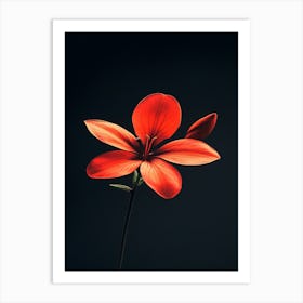 Red Flower On Black Background 1 Art Print