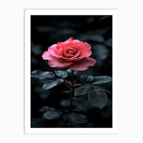 Dark Rose 130 Art Print