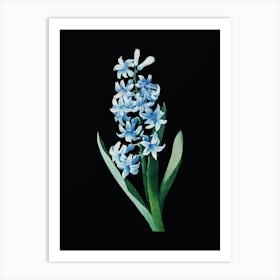 Vintage Dutch Hyacinth Botanical Illustration on Solid Black n.0966 Art Print