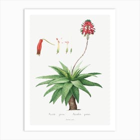 Aloe Picta, Pierre Joseph Redoute Art Print