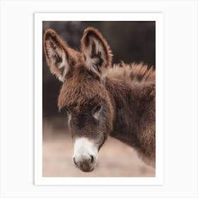 Baby Donkey Art Print