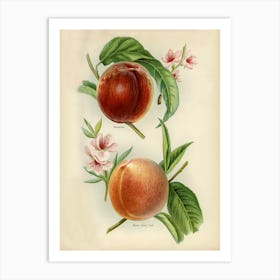 Vintage Illustration Of Alexander, Rivers Early York Nectarines, John Wright Art Print